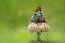 Best Friends Frog And Butterfly