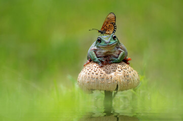 Canvas Print - Best Friends Frog and Butterfly