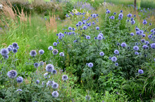 Echinops Ritro Is A Tall Bushy Perennial Whitethorn Grows To A Height Of About 80 Cm. Gray-green Prickly Leaves. It Draws In The Winter And Bounces Again In The Spring. Blooms Purple-blue Spherical