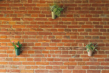 Ranunculus Flowers In Vases Hang On A Brick Wall. Brick Background On The Terrace. Beautiful Flowers In A Vase.