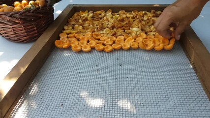 Poster - Arrangement of apricot halves in a sieve for drying in the sun on a background of full croutons with apricots