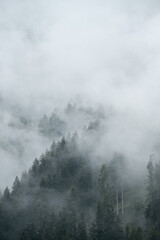 Poster - alberi bosco pioggia nebbia brutto tempo maltempo piogge piove nuvola nebbia 