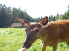 Red Deer Cervus Elaphus Beiing Fed In A Game Enclosure 