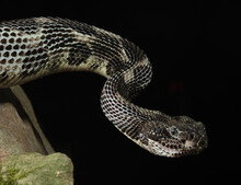 Timber Rattlesnake  Profile