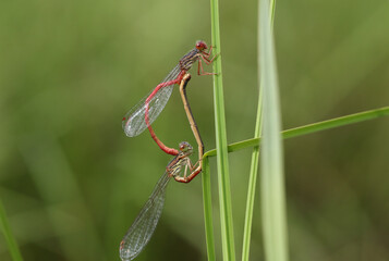 Wall Mural - A mating pair of Small Red Damselfly, Ceriagrion tenellum, resting on a blade of grass.