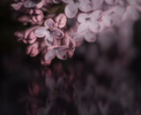Macro flower lilac