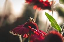 A Portrait Of A Bee Sitting On A Red Coneflower During Golden Hour. The Insect Is Searching For Nectar And Pollen On A Red Salsa Sombrero Echinacea Purpurea.