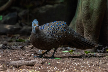 Wall Mural - Grey Peacock-Pheasant, Beautiful birds of Thailand