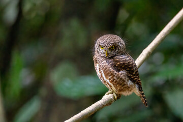 collared owlet,looking from a tree branch in tropical forest