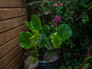 Wall Mural - In a dark corner of the garden