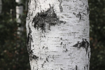 Wall Mural - Young birch with black and white birch bark in summer in birch grove against background of other birches