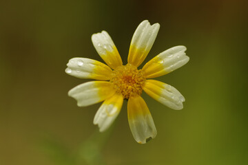 Poster - Close-up of a yellow-white Glebionis coronaria ( golden flower ) with raindrops