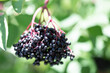ripe bunch of elderberry