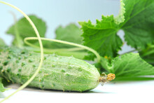 Cucumber With Leaves And Tops On A White Background