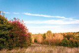 Fototapeta Las - Beautiful autumn meadow with trees on a clear day