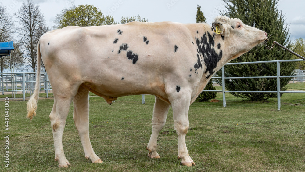 Beautiful breeding bull in the farm corral. The bull-producer in the ...