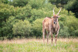© Ruten - Impalas en cabárceno parque de la naturaleza