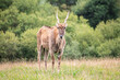 © Ruten - Impalas en cabárceno parque de la naturaleza