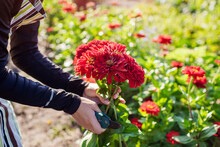 Woman Gardener Picks Bouquet Of Red Zinnias In Summer Garden Using Pruner. Cut Flowers Harvest