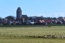 Typical Dutch Landscape With The Church Of Hollum, Ameland With A Flock Of Geese, Farmland. Dutch Farmers Are Suffering From Damage From The Geese
