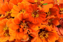 Orange Zinnias Bouquet, Bunch Of Orange Flowers For Floral Background With Zinnias.
