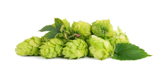 Fresh green hops branch, isolated on a white background. Hop cones with leaf. Organic hop flowers. Close up.