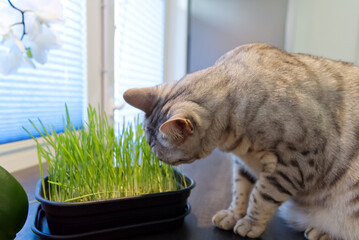 a pet cat sitting behind fresh grass on the table. Silver Bengal spotted cat close up