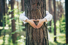 Hands Of A Young Woman Hug A Tree In The Forest And Show A Sign Of Heart And Love For Nature