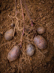 Wall Mural - Raw organic potatoes on the dirt garden bed