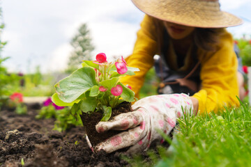 Wall Mural - A closeup of hands of a young gardener with a seedling in a peat pot.