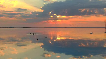 Wall Mural - Ducks, geese, pelicans gathering in the colorful sunrise with perfect reflection, as flock of cormorants flies in.