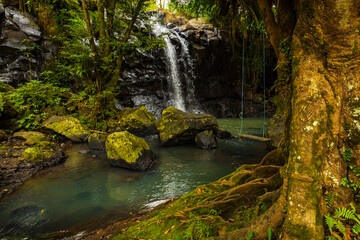 Wall Mural - Waterfall landscape. Beautiful hidden waterfall in tropical rainforest. Tree with a swing. Fast shutter speed. Sing Sing Angin waterfall, Bali, Indonesia