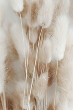 Dry Fluffy Bunny Tails Grass Lagurus Ovatus Flowers On White Background.  Tan Pom Pom Plants Backdrop.Poster