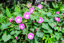Many Delicate Vivid Pink Flowers Of Morning Glory Plant In A A Garden In A Sunny Summer Garden, Outdoor Floral Background Photographed With Soft Focus.