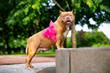 Happy pet American Bully. Portrait of a pregnant dog with a ribbon, a bow on the belly.