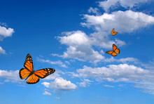 Bright Butterflies Flying In The Blue Sky With Clouds. Flying Orange Butterflies. Colorful Monarch Butterflies. Copy Spaces