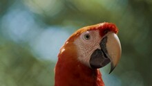 Beautiful Cute Orange Colored Macaw Parrot At Safari Looking At Camera,close Up Shot. 4K Macro View.