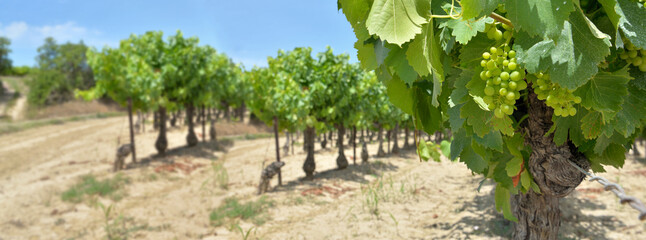 Wall Mural - panoramic view on grapes growing  in vineyard in a field  in summer