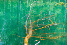 A Dried Tree Lies In The Turquoise Water Of The Lake.