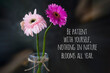 Inspirational quote - Be patient with yourself, nothing in nature blooms all year. With background of two beautiful pink gerbera daisies flower. Life process and positive improvements concept.