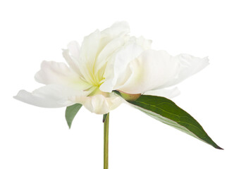 Sticker - White peony flower isolated on white background.