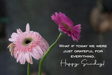 Happy Sunday Greeting With Inspirational Quote - What If Today We Were Just Grateful For Everything. With Beautiful Two Pink Gerbera Daisy Flowers On Light Dark Background. Sunday Gratefulness Concept
