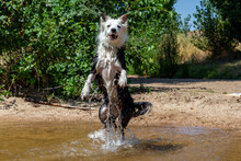 Dog Breed Border Collie Jumping Into The Water While Playing With A Ball. Shepherd Dog. Dog Games.