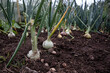 A Row of Onions on an Allotment