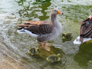 Sticker - Greylag goose, Anser anser adult and duckling chicks