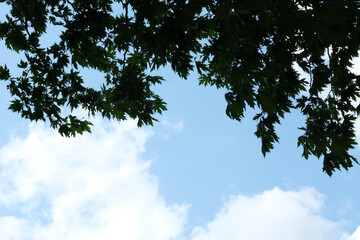 Wall Mural - silhouette of leaf in front of cloudy sky background
