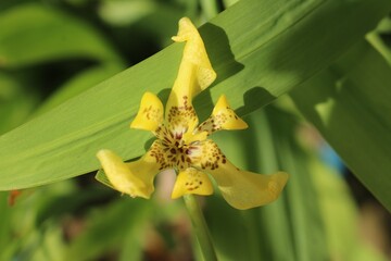 Poster - Close up shot of a vibrant green plant growing in a garden