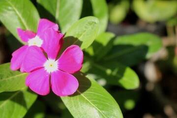 Sticker - Closeup shot of a cute Rosa Glauca under the sunlight