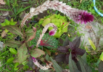 Poster - Closeup shot of an exotic celosia flower under the sunlight