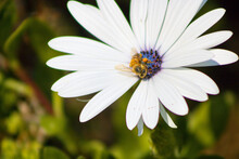 Closeup Of A Dainty White Daisy With A Small Bumblebee Collecting Pollen From It On A Warm Sunny Day